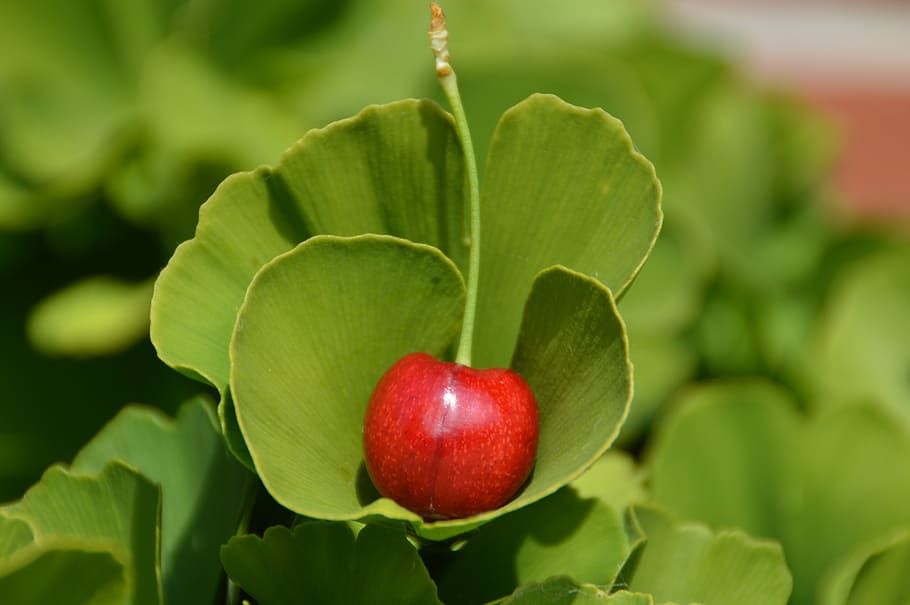 cirera, ginko, vermell, menjar, menjar i beguda, fruita, alimentació saludable, part de la planta, full, frescor, color verd, primer pla, planta, naturalesa, benestar, cap gent, fruita de poma, centrar-se en primer pla, madur, a l'aire lliure, dia, enfocament selectiu, 5K