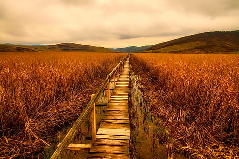 brown dock, landscape, field, agriculture, marsh, marshland, mountains, sunrise, sunset, sky, clouds, nature, outdoors, walkway, boardwalk, trail, path, country, rural, valley, land, environment, cloud - sky, tranquility, plant, no people, beauty in nature, rural scene, tranquil scene, scenics - nature, cereal plant, crop, direction, footpath, diminishing perspective, 1080P, CC0, public domain, royalty free