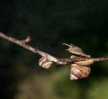 slakken, casey, verslaafd, regen, schelp, hoorns, geen mensen, detailopname, dierenleven, natuur, focus op de voorgrond, één dier, boom, fabriek, dieren in het wild, dag, dierlijke thema's, dier, buitenshuis, selectieve aandacht, tak, touw, ongewerveld, takje, deel van de plant, droog, 2K, CC0, publiek domein, royaltyvrij
