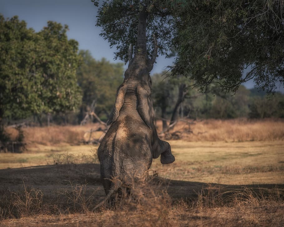foto, gris, elefant, de peu, frontal, fulles, arbre, gran, full, herba, motivació, alimentació, menjar, Espècies en perill d'extinció, gran 5, probosci, tronc, tusk, cama posterior, planta, temes d'animals, mamífer, animal, fauna animal, animals a la natura, un animal, terra, naturalesa, vertebrats, camp, cap gent, dia, safari, centrar-se en primer pla, animals domèstics, a l'aire lliure, bosc, herbívors, 4K