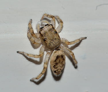 Natur, Insekten, Spinne, Makro, Tierthemen, wirbellos, Tier, Tierwelt, Insekt, ein Tier, Tiere in freier Wildbahn, Spinnentier, Gliederfüßer, Nahansicht, springende Spinne, Zoologie, drinnen, Tierkörperteil, Tierbein, keine Leute, Tabelle, Tierauge, 1080P, CC0, gemeinfrei, lizenzfrei