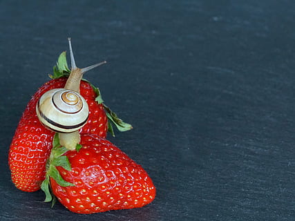 Erdbeere, Schnecke, Schale, Sonde, Weichtier, langsam, Reptil, schließen, Schneckenhaus, Natur, Obst, kriechen, Essen, Makro, Tier, Kreatur, Tierwelt, wirbellos, Erdbeerzeit, Erdbeeren, rot, saftig, gesundes Essen, Essen und Trinken, keine Leute, Lebensmittel, Frische, drinnen, Nahansicht, Beerenfrucht, Wohlbefinden, Stillleben, Fokus auf den Vordergrund, kopieren sie platz, Studioaufnahme, fertig für den Verzehr, High Angle View, farbiger Hintergrund, Container, 4K, CC0, gemeinfrei, lizenzfrei