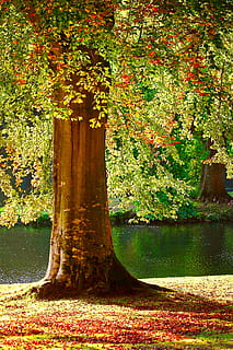 verde, albero delle foglie, accanto, fiume, albero, estate, autunno, ruggine, le foglie, stagione, natura, lago, strapiombo, tronco, abbaiare, erba, rosso, arancia, acqua, paesaggio, banca, luce, panoramico, luminosa, sole, scenario, stagno, luce del sole, parco, colorato, colore, all'aperto, giallo, foglia, nessuno, pianta, la tranquillità, Paesaggi, modificare, crescita, bellezza nella natura, giorno, tronco d'albero, parte vegetale, foresta, terra, 5K, CC0, dominio pubblico, privo di copyright