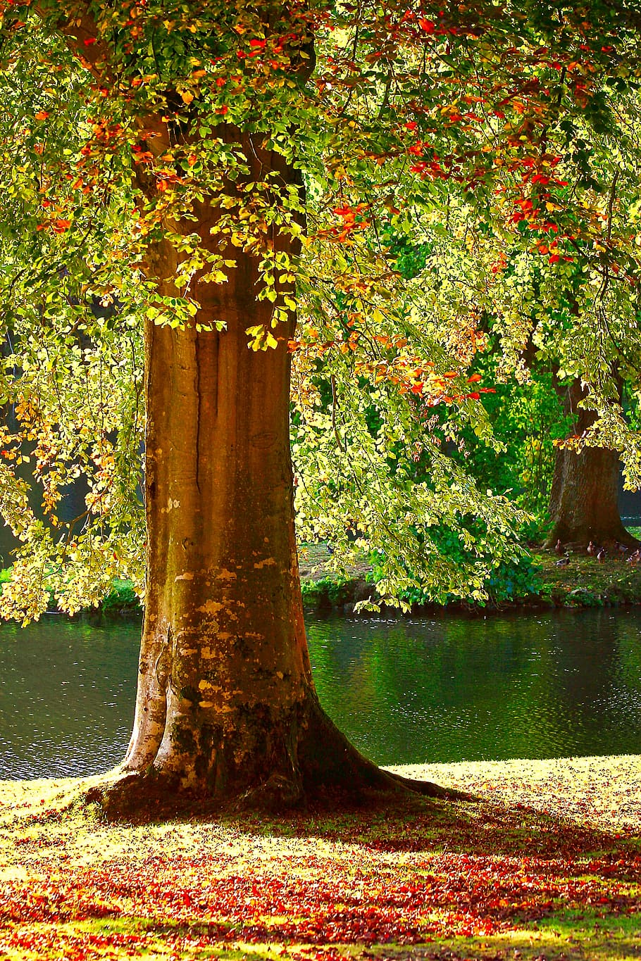 verd, arbre de fulla, al costat, riu, arbre, estiu, tardor, caure, òxid, fulles, temporada, naturalesa, llac, pendent, tronc, escorça, herba, vermell, taronja, aigua, paisatge, banc, llum, escènic, brillant, sol, estany, llum solar, parc, colorit, color, a l'aire lliure, groc, full, cap gent, planta, tranquil·litat, escenics, canvi, creixement, bellesa a la natura, dia, tronc de l'arbre, part de la planta, bosc, terra, 5K