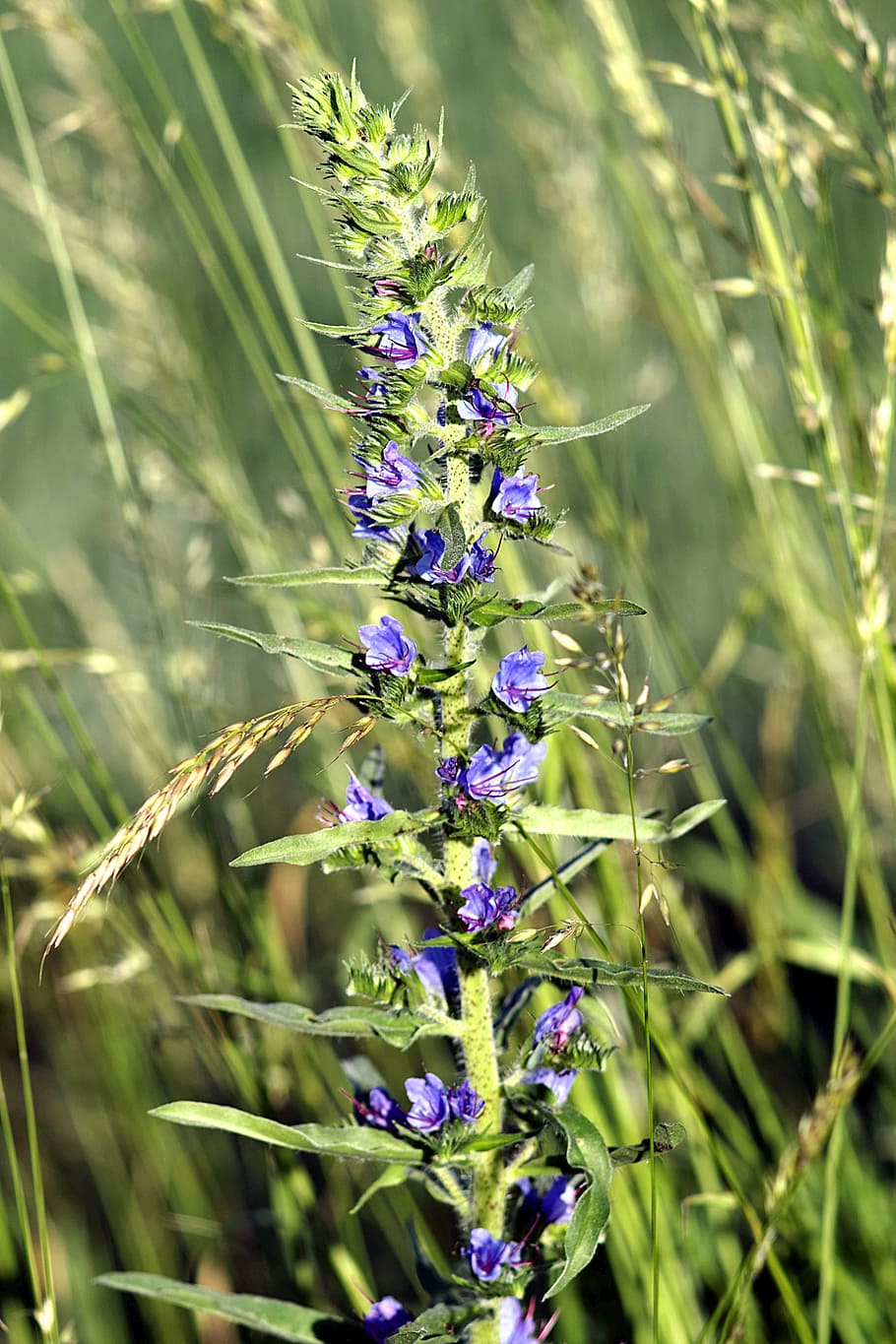 flor, Llagosta, blau, blat de moro, mala herba, el cultiu de, agricultura, verticalment, prat, naturalesa, planta silvestre, planta, estiu, a l'aire lliure, planta amb flors, fragilitat, frescor, porpra, creixement, bellesa a la natura, vulnerabilitat, primer pla, dia, cap gent, pètal, centrar-se en primer pla, llum solar, espígol, temes d'animals, cap de flor, un animal, polinització, 5K