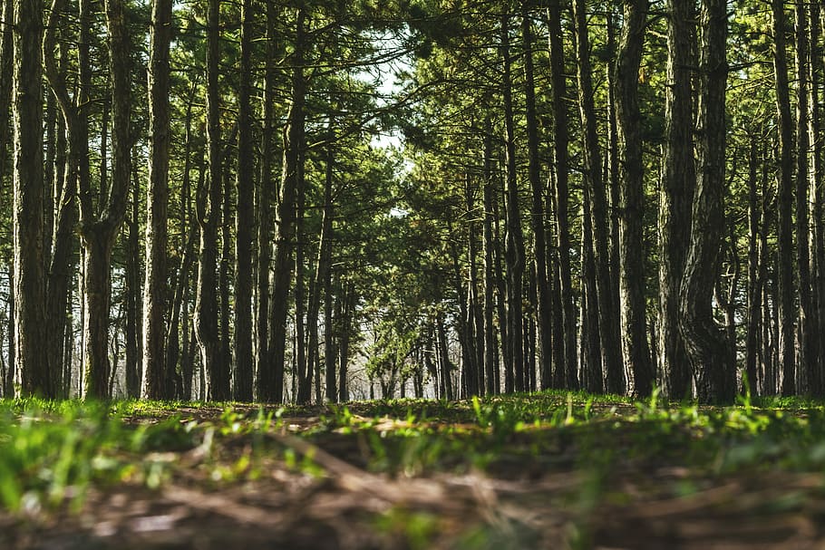 grøn, græs, træer, grønne, Skov, skovbund, skov sti, skovlys, træ, afdeling, solopgang, sol, himmel, træ-, skove, natur, grøn skov, plante, jord, ro, vækst, træstamme, bagagerum, skønhed i naturen, rolig scene, grøn farve, dag, ingen mennesker, ikke-urbane scene, scenics - natur, udendørs, overflod, bambus - plante, 5K