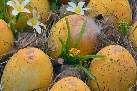 Sieben, Gelb, Eier, Boden, Ostereier, Osternest, Ostern, Ei, Frühling, Dekoration, Osterdekoration, Frohe Ostern, bunte Eier, Farbe, Osterdekorationen, Eierkarton, gemalt, Feder, Brauch, Ostergrüße, Osterfeier, tierisches Ei, Jahreszeit, Lebensmittel, Tiernest, Korb, Feier, Urlaub, Kulturen, Osterei, mehrfarbig, Natur, Obst, Essen und Trinken, gesundes Essen, Gemüse, Pflanze, Frische, keine Leute, Nahansicht, Wachstum, Kürbis, Tag, Blatt, Wohlbefinden, Blume, Pflanzenteil, blühende Pflanze, High Angle View, 4K, CC0, gemeinfrei, lizenzfrei