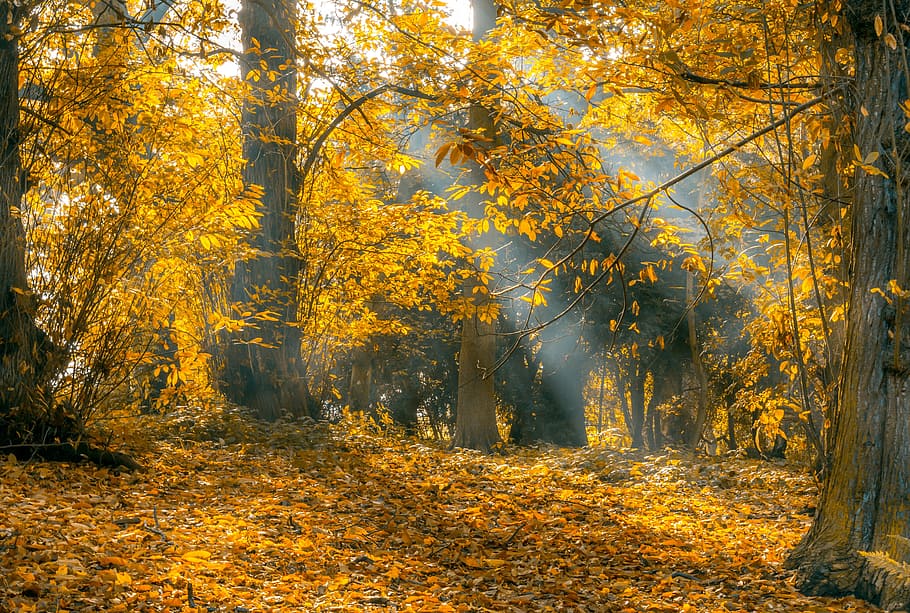 temporada de tardor, reflectint, raig de sol, arbres, caure, temporada, hora daurada, fotografia, tardor, fulles, raigs de llum, naturalesa, full, groc, taronja, fulles de tardor, arbre, color, fullatge, octubre, estacional, brillant, caiguda de fulles de fons, colorit, textura, bosc, natural, daurat, a l'aire lliure, paisatge, color taronja, color daurat, bellesa a la natura, escenics, imatge en color, color vibrant, multicolor, cap gent, colors, llum solar, escena no urbana, parc - l'home va fer espai, escena rural, exuberant fullatge, canvi, planta, part de la planta, terra, tranquil·litat, creixement, escena tranquil·la, col·lecció de tardor, escenics - natura, dia, tronc de l'arbre, 5K