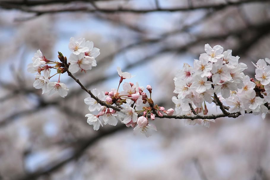 ciliegia, primavera, Giappone, fiore, fiore di ciliegio, fiorire, fragilità, Mandorlo, albero, ramo, ciliegio, bocciolo di mela, pianta fiorita, pianta, freschezza, crescita, vulnerabilità, bellezza nella natura, natura, avvicinamento, petalo, giorno, concentrarsi sulle conoscenze acquisite, infiorescenza, Colore bianco, nessuno, testa di fiore, colore rosa, all'aperto, polline, 1080P