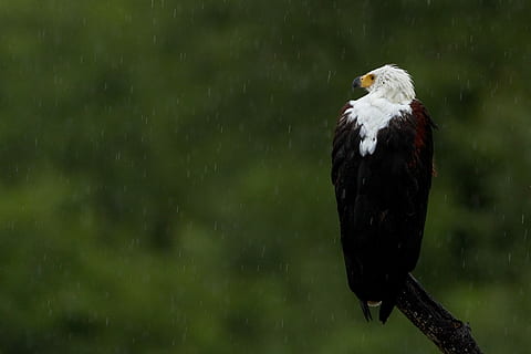 aquila pescatrice africana che si appollaia, Marrone, ramo, albero, uccello, aquila, piume, pioggia, la neve, animali allo stato selvatico, un animale, animale, temi animali, vertebrato, fauna selvatica, nessuno, concentrarsi sulle conoscenze acquisite, appollaiati, natura, acqua, uccello rapace, giorno, all'aperto, aquila - uccello, aquila calva, 2K, CC0, dominio pubblico, privo di copyright