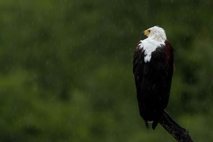 aquila pescatrice africana che si appollaia, Marrone, ramo, albero, uccello, aquila, piume, pioggia, la neve, animali allo stato selvatico, un animale, animale, temi animali, vertebrato, fauna selvatica, nessuno, concentrarsi sulle conoscenze acquisite, appollaiati, natura, acqua, uccello rapace, giorno, all'aperto, aquila - uccello, aquila calva, 2K