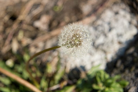 dente de leão, Primavera, macro, natureza, plantar, greens, deixe de ser criança, verde, verão, fechar-se, sai, flor, dacha, grama, folhas verdes, planta ornamental, natureza viva, plantas, arbusto, lindo, período de férias, folhagem, tons de verde, grama na primavera, Flor bonita, frescura, planta com flores, fragilidade, vulnerabilidade, beleza na natureza, foco seletivo, inculto, cabeça de flor, ninguém, crescimento, inflorescência, dia, cor branca, focar em primeiro plano, ao ar livre, suavidade, semente de dente de leão, 5K, CC0, domínio público, royalty free