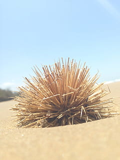 verd, planta, sorra, marró, pals, selectiu, focalitzar la fotografia, pantai, platja, naturalesa, cel, estiu, cap gent, a l'aire lliure, desert, paisatge, blau, mar, dia, cel clar, terra, primer pla, creixement, còpia espai, bellesa a la natura, llum solar, tranquil·litat, espigada, enfocament selectiu, camp, centrar-se en primer pla, arbre, temperatura de fred, picant, clima àrid, 2K, CC0, domini públic, lliure de regalies