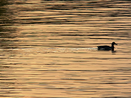 nero, anatra, silhouette di acqua, Danubio, tramonto, uccello, natura, animale, lago, acqua, un animale, vertebrato, temi animali, animali allo stato selvatico, nuoto, nessuno, fauna selvatica, lungomare, giorno, all'aperto, riflessione, bellezza nella natura, silhouette, 2K, CC0, dominio pubblico, privo di copyright