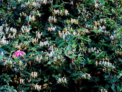 tuin-, de lente, bloemen, klimplant, honing zoog, geel, wit, een roze roos, groen gebladerte, natuur, fabriek, blad, bloem, groei, schoonheid in de natuur, bloeiende plant, deel van de plant, versheid, dag, groene kleur, geen mensen, land-, veld-, hoge hoekmening, volledig kader, buitenshuis, kwetsbaarheid, breekbaarheid, zonlicht, bloemhoofd, 2K, CC0, publiek domein, royaltyvrij