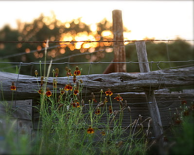 hegn, solnedgang, sommer solnedgang, Port, gamle port, natur, træ - materiale, udendørs, græs, barriere, grænse, plante, træ, selektiv fokusering, beskyttelse, tæt på, sikkerhed, dag, jord, fokus på forgrunden, pigtråd, ingen mennesker, stolpe, træ post, 2K, CC0, offentligt domæne, royaltyfrie