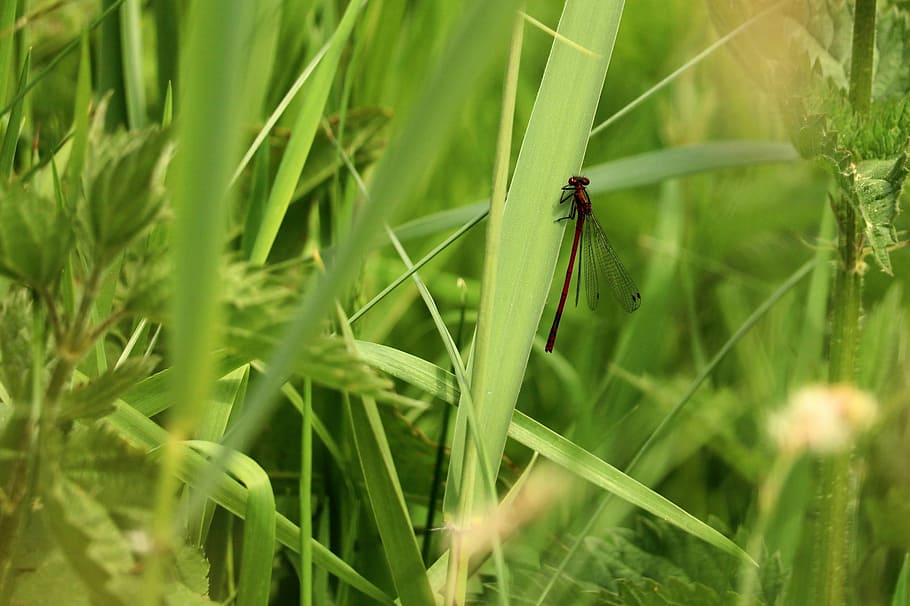 libèl·lula, vermell, herba, libèl·lula vermella, tancar, fotografia de fauna salvatge, ala, insecte de vol, animal, insecte, Adonis Dragonfly, prat, perseverar, Adonis, donzella, libèl·lula petita, brillant, invertebrat, fauna animal, color verd, temes d'animals, planta, animals a la natura, un animal, naturalesa, ala dels animals, full, part de la planta, primer pla, creixement, dia, enfocament selectiu, cap gent, bellesa a la natura, a l'aire lliure, senyoreta, fulla d'herba, 2K