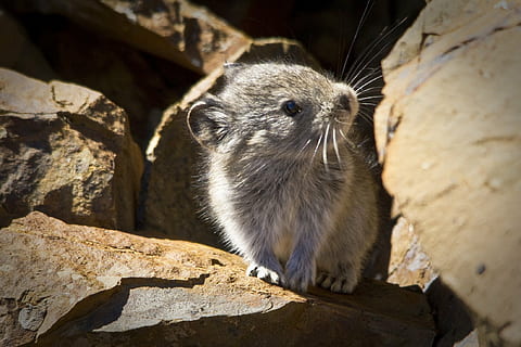 primer pla, fotografia, gris, animal, de peu, marró, pedra, pika de coll, roques, alpí, boulder, bonic, curiós, mirant, retrat, vida salvatge, naturalesa, petit, petita, temes d'animals, un animal, mamífer, fauna animal, cap gent, animals a la natura, rosegador, bigotis, vertebrats, mapache, a l'aire lliure, rata, sòlid, dia, llum solar, centrar-se en primer pla, 1080P, CC0, domini públic, lliure de regalies
