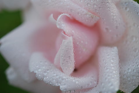 primăvară, albă, floare albă, natură, Trandafir, primăvară, alb, floare, macro, o persoana, copilărie, a închide, partea corpului uman, doar o fata, zi, culoarea roz, plantă, apă, planta cu flori, cădere brusca, frumusețe în natură, fragilitate, vulnerabilitate, selectiv, petală, prospeţime, inflorescenţă, creştere, nici o persoana, în aer liber, cap de floare, rouă, moliciune, puritate, Focalizare moale, 4K, CC0, domeniu public, fără drepturi de autor