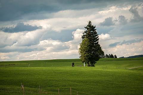 lone pine tree, tree, clouds, spruce, sky, structure, pine cones, tap, pasture, meadow, alpine, allgäu, schönegger käse-alm, schönegger alm, conifer, mountain meadow, germany, bavaria, plant, cloud - sky, grass, green color, beauty in nature, landscape, field, land, environment, tranquil scene, scenics - nature, nature, growth, tranquility, day, non-urban scene, idyllic, no people, outdoors, 5K, CC0, public domain, royalty free