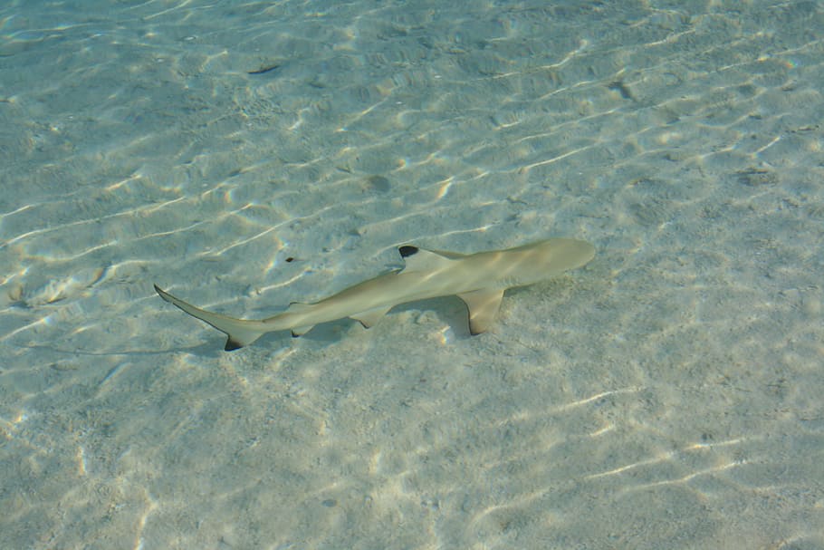 tauró, maldives, peix, animal, temes d'animals, fauna animal, aigua, vertebrats, animals a la natura, mar, sota l'aigua, un animal, naturalesa, vista d’angle alt, nedar, cap gent, la vida marina, submarí, terra, marí, color turquesa, poc profund, 4K