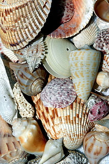 sortierte Muschellos, Muscheln, Strand, Schale, Kollektor, Array, Muster, Meer, Ozean, Sand, tropisch, Ufer, Natur, Urlaub, Wasser, Küste, Reise, bunt, Muschel, draussen, Freizeit, natürlich, Hobby, Florida, Vollbild, Hintergründe, keine Leute, große gruppe von gegenständen, Stillleben, Nahansicht, Tierhülle, Tierwelt, Wahl, Variation, Lebensmittel, natürliches Muster, Fülle, Essen und Trinken, Tier, High Angle View, texturiert, Marine, 2K, CC0, gemeinfrei, lizenzfrei