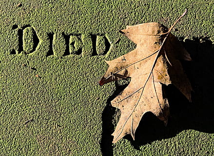 Dead, Leaf, Death, Tomb, Stone, dead, leaf, died, tomb, stone, memorial, decay, fall, autumn, final, end, inscription, grave, cemetery, tombstone, graveyard, desiccated, rebirth, shadow, gone, mortal, mortality, forgotten, ending, die, no people, day, outdoors, close-up, plant part, nature, sunlight, text, high angle view, dry, western script, plant, green color, communication, field, land, maple leaf, change, leaves, 4K, CC0, public domain, royalty free