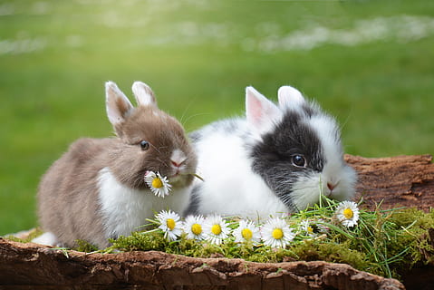 selective, focus photography, two, brown, white, rabbits, eating, flowers, selective focus, photography, two rabbits, white Daisy, rabbit, easter, hare, mammal, nature, easter bunny, spring, happy easter, fur, grass, rodent, rush, cute, ears, nager, animal, dwarf rabbit, animal themes, one animal, outdoors, pets, plant, flower, flowering plant, vertebrate, no people, young animal, close-up, day, domestic, domestic animals, land, whisker, 2K, CC0, public domain, royalty free