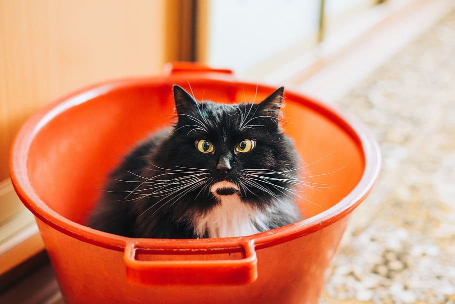 esmòquing cat, endins, cub, negre, blanc, gat, cara, enfadat, bigotis, fluff, pell, orella, ull, boca, nas, bonic, animal, mascota, felí, manya, esponjós, gatet, nacional, mascotes, temes d'animals, animals domèstics, gat domèstic, mamífer, un animal, contenidor, vertebrats, retrat, mirant la càmera, cap gent, centrar-se en primer pla, primer pla, color taronja, cap d’animals, 4K