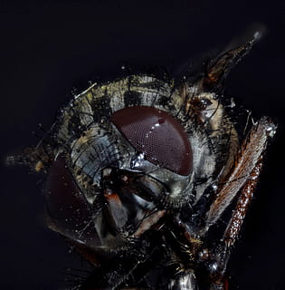 vlieg, samenstelling, macro, dichtbij, insect, vliegoog, detailopname, macrofotografie, insect foto, mug, samengestelde ogen, kanjer, insect macro, macrofoto, harig, vlucht insect, structuur, zilver, één dier, dierenleven, studio opname, portret, zwarte achtergrond, ongewerveld, mensen, dieren in het wild, oog, dierlijke lichaamsdeel, zee, haar-, binnenshuis, digitale composiet, marinier, dierlijk oog, 4K, CC0, publiek domein, royaltyvrij