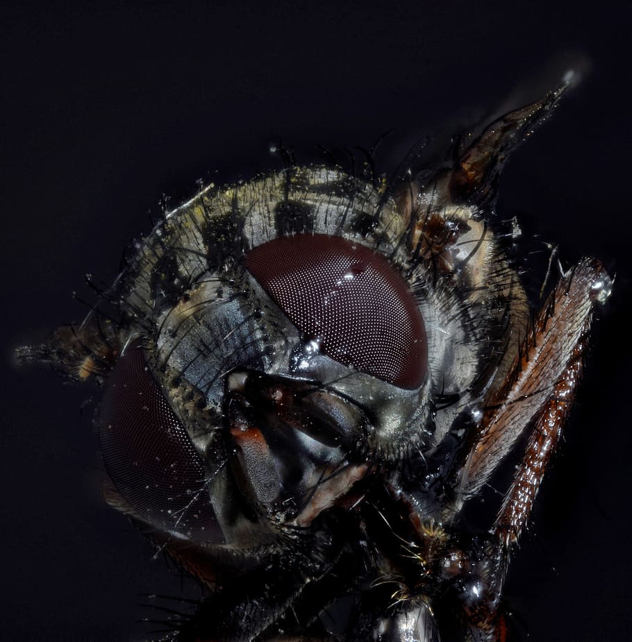 mosca domèstica, compost, volar, macro, tancar, insecte, volar els ulls, primer pla, fotografia macro, foto d’insectes, mosquit, ulls compostos, Whopper, macro d'insectes, foto macro, pelut, insecte de vol, estructura, plata, un animal, fauna animal, tir de l'estudi, retrat, fons negre, invertebrat, gent, animals a la natura, ull, part del cos dels animals, mar, cabell, a l'interior, compost digital, marí, ull d’animals, 4K