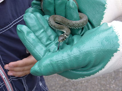 serp d'herba, guants, mantenir, captura, serp, rèptil, natter, natrix natrix, colubridae, espècies, animal jove, animal, no perillós, un animal, mà humana, part del cos humà, mà, fauna animal, celebració, vertebrats, una persona, persones reals, llangardaix, animals a la natura, dia, primer pla, color verd, part del cos, dit, a l'aire lliure, 4K, CC0, domini públic, lliure de regalies