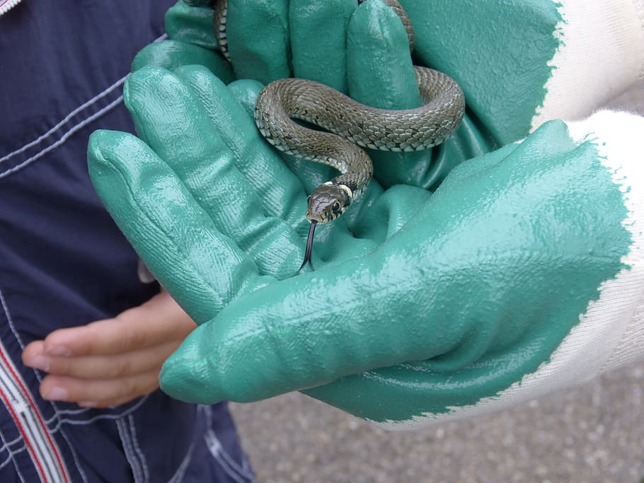 serp d'herba, guants, mantenir, captura, serp, rèptil, natter, natrix natrix, colubridae, espècies, animal jove, animal, no perillós, un animal, mà humana, part del cos humà, mà, fauna animal, celebració, vertebrats, una persona, persones reals, llangardaix, animals a la natura, dia, primer pla, color verd, part del cos, dit, a l'aire lliure, 4K
