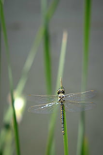guldsmed, insekt, insekter, bugs, guldsmede, blomst, vinger, gylden, natur, uden for, makro, tæt på, smuk, dyr, vilde liv, Dam, vand, sommer, plante, efterår, Land, landskabet, et dyr, hvirvelløse, dyr i naturen, dyre temaer, dyreliv, fokus på forgrunden, grøn farve, dyrefløj, dag, ingen mennesker, selektiv fokusering, zoologi, skønhed i naturen, vækst, damselfly, græsblad, 2K, CC0, offentligt domæne, royaltyfrie