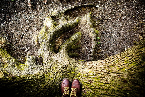 parell, marró, sabates, arbre, verd, medi ambient, naturalesa, bosc, full, paisatge, temporada, boscos, creixement, la vida, a l'aire lliure, parc, planta, creixent, natural, ecologia, gran, solter, tija, arbre aïllat, decoració, fullatge, floral, tronc, primavera, arbre gran, camp, roure, varietat, vell, dolce, nou, grossa, sabata, una persona, part del cos humà, cama humana, part del cos, secció baixa, perspectiva personal, estils de vida, de peu, dia, persones reals, molsa, activitat d'oci, aigua, persona irreconeixible, peu humà, extremitat humana, 5K, CC0, domini públic, lliure de regalies