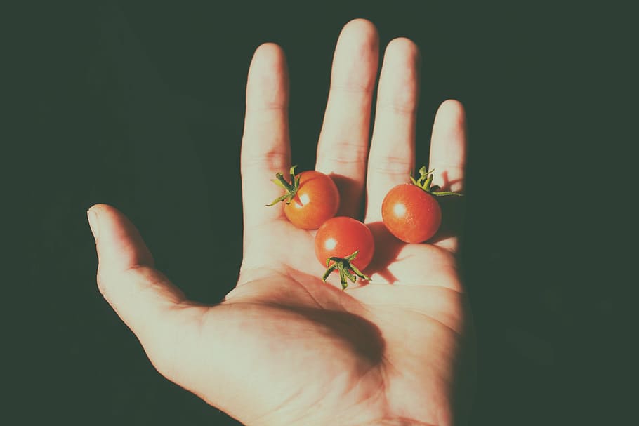 tres, tomàquets, humà, palmell, petit, mà, fruites, menjar, ombra, llums, mà humana, part del cos humà, dit humà, una persona, gent, celebració, fons negre, una sola dona, només adults, menjar i beguda, alimentació saludable, fruita, frescor, benestar, tir de l'estudi, primer pla, vegetals, perspectiva personal, tomàquet, part del cos, persona irreconeixible, dit, madur, 5K