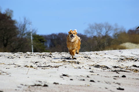 dog, run, quick, joy, in a hurry, post haste, beach, animal, pets, nature, mammal, canine, outdoors, brown, animal themes, one animal, domestic, animal wildlife, animals in the wild, domestic animals, vertebrate, no people, snow, winter, portrait, day, cold temperature, small, 2K, CC0, public domain, royalty free