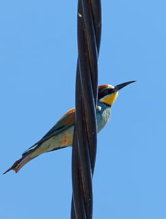 Vogel, Bienenesser, Merops Apiaster, Abellerol, Kabel, Farben, ein Tier, Tierwelt, Tiere in freier Wildbahn, Tierthemen, Blau, Wirbeltier, Tier, Himmel, klarer Himmel, keine Leute, Flachwinkelansicht, hocken, Natur, Schnabel, Tag, Eisvogel, kopieren sie platz, draußen, 2K, CC0, gemeinfrei, lizenzfrei
