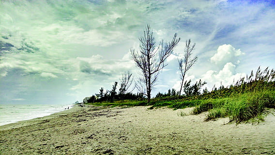 Strand, Sand, Florida, Baum, Düne, Bäume, Seehafer, Natur, Himmel, wolke - himmel, Pflanze, Land, Szenen - Natur, Schönheit in der Natur, Ruhe, Tag, ruhige Szene, Umgebung, Wasser, Landschaft, Nicht-städtische Szene, Gras, keine Leute, Wachstum, draußen, 4K, CC0, gemeinfrei, lizenzfrei