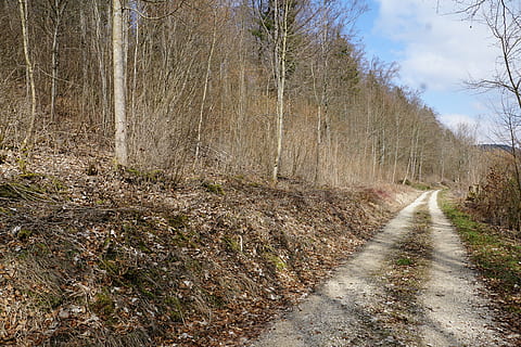 bosc, primavera, lluny, tuttlingen, möhringen, Alemanya, naturalesa, arbre, planta, el camí a seguir, direcció, terra, carretera, tranquil·litat, sendera, escena no urbana, escena tranquil·la, dia, cap gent, bellesa a la natura, creixement, transport, escenics - natura, perspectiva decreixent, cel, a l'aire lliure, ruta, 5K, CC0, domini públic, lliure de regalies