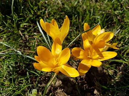 gėlės, pavasaris, Crocus, žydintys augalai, gėlė, trapumas, augalų, pažeidžiamumas, šviežumas, grožis gamtoje, žiedlapis, geltona, augimą, gėlių galva, žiedynas, Iš arti, žemės, lauke, pobūdį, dieną, nėra žmonių, iris, žiedadulkių, gazanija, 4K, CC0, Viešasis domenas, nemokamai