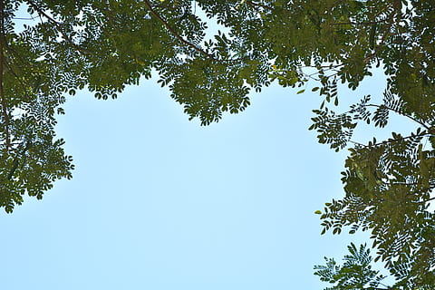 Grün, Blätter, Blau, Himmel, Baum, natürlich, Himmelsbaum, Kiefer, Natur, Flachwinkelansicht, Wald, Pflanze, Wachstum, grüne Farbe, Tag, Schönheit in der Natur, klarer Himmel, keine Leute, Ast, Ruhe, Blatt, draußen, Pflanzenteil, Szenen - Natur, direkt darunter, Baumkrone, Nadelbaum, 5K, CC0, gemeinfrei, lizenzfrei