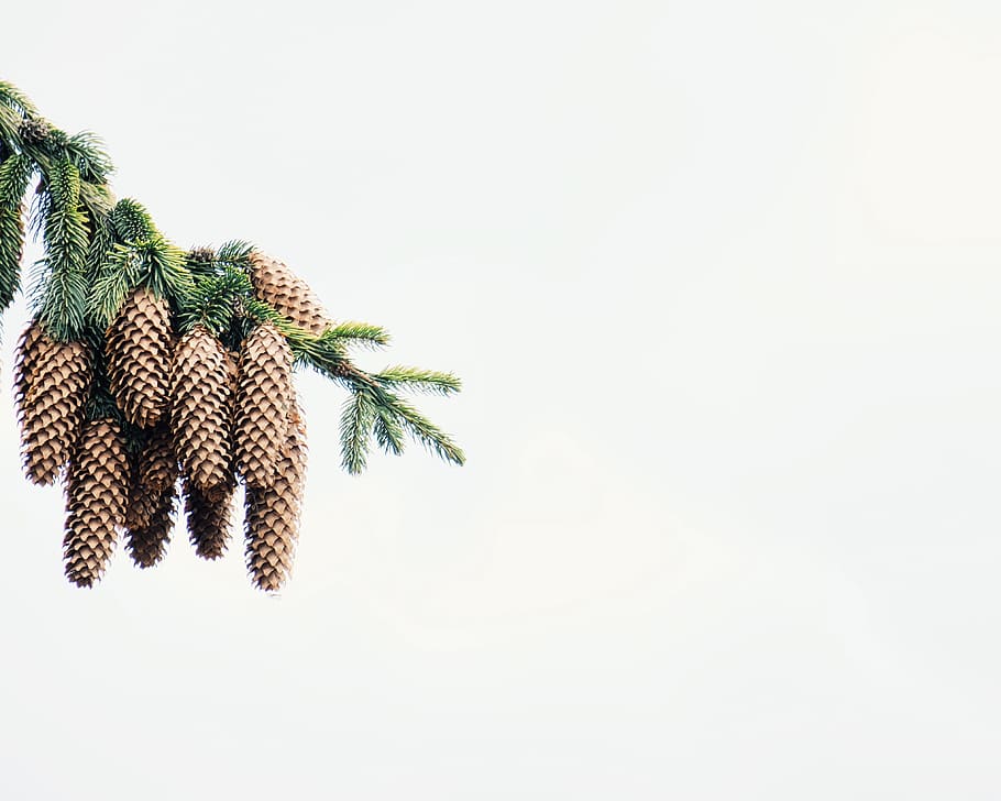 pi, con, arbre, planta, còpia espai, tir de l'estudi, fons blanc, a l'interior, decoració, cap gent, celebració, festa, decoració de Nadal, pinya de pi, Nadal, naturalesa, color verd, arbre de coníferes, part de la planta, menjar i beguda, full, adorn de Nadal, agulla - part de la planta, avet, 4K