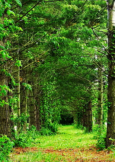 steeg, rij, bomen, spoor, Bos, boom, natuur, pad, groen, wandelen, gebladerte, milieu, natuurlijk, groene kleur, bos-, buitenshuis, fabriek, land-, groei, schoonheid in de natuur, kalmte, rustige scène, geen mensen, scenics - natuur, niet-stedelijke scène, dag, weelderig gebladerte, romp, boomstam, bamboe - plant, regenwoud, 2K, CC0, publiek domein, royaltyvrij