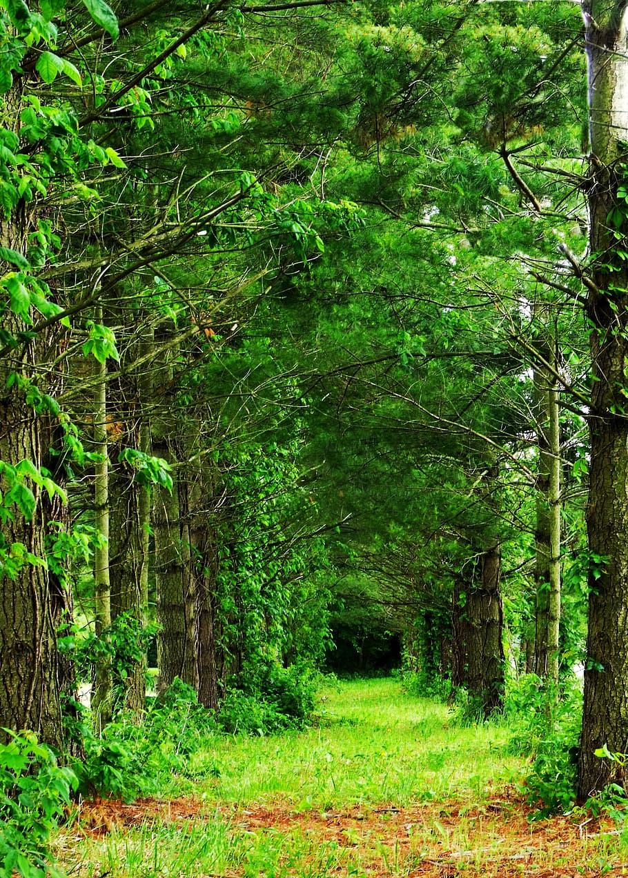 steeg, rij, bomen, spoor, Bos, boom, natuur, pad, groen, wandelen, gebladerte, milieu, natuurlijk, groene kleur, bos-, buitenshuis, fabriek, land-, groei, schoonheid in de natuur, kalmte, rustige scène, geen mensen, scenics - natuur, niet-stedelijke scène, dag, weelderig gebladerte, romp, boomstam, bamboe - plant, regenwoud, 2K