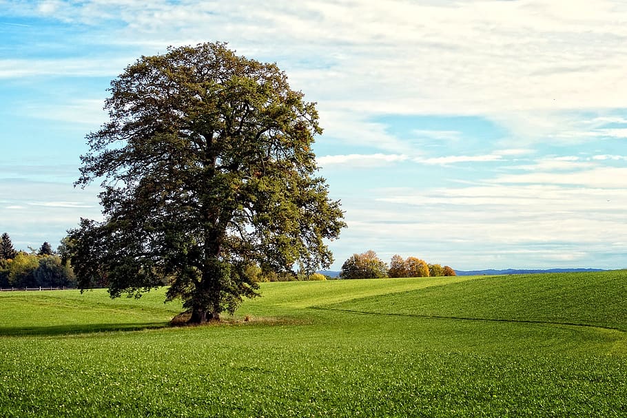 arbre, individualment, paisatge, chiemgau, baviera, naturalesa, prat, cel, verd, humor, idil·li, romanç, harmonia, romàntic, planta, herba, escena tranquil·la, camp, escenics - natura, tranquil·litat, bellesa a la natura, color verd, terra, núvol - cel, medi ambient, creixement, dia, escena rural, cap gent, escena no urbana, a l'aire lliure, 2K