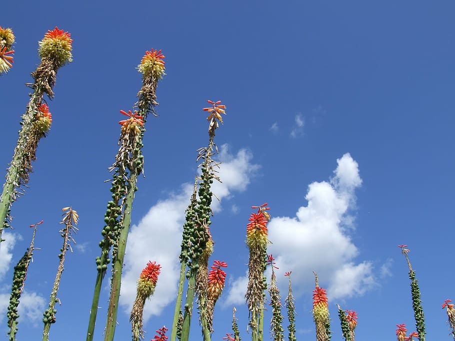 estiu, flor, núvols, planta, florir, blau, arbust, jardí, planta ornamental, lliri de la torxa, colorit, cel, naturalesa, núvol - cel, creixement, cap gent, vista d’angle baix, dia, bellesa a la natura, a l'aire lliure, planta amb flors, llum solar, medi ambient, escenics - natura, tranquil·litat, frescor, assolellat, arbre de coníferes, 2K