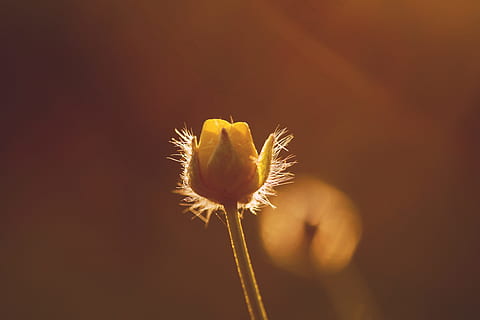 luce, natura, estate, giardino, retroilluminato, fioritura, sfocatura, luminosa, avvicinamento, colore, luce del giorno, delicato, ambiente, flora, fiore, crescita, poco, macro, all'aperto, giallo, pianta fiorita, freschezza, fragilità, pianta, vulnerabilità, bellezza nella natura, testa di fiore, petalo, copia spazio, infiorescenza, nessuno, dente di leone, stelo vegetale, concentrarsi sulle conoscenze acquisite, morbidezza, semi di dente di leone, sepalo, primavera, sfondo nero, 5K, CC0, dominio pubblico, privo di copyright