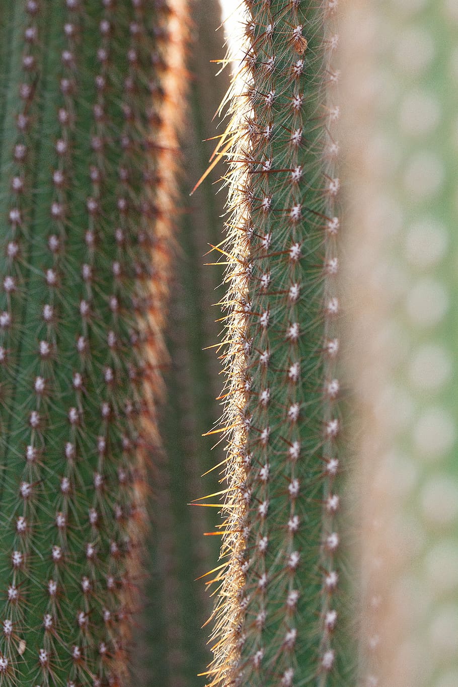 cactus, cactàcies, espinós, descansi en pau, espines dels mitjans de, planta, flora, verd, mexicà, primer pla, naturalesa, cap gent, centrar-se en primer pla, creixement, dia, bellesa a la natura, enfocament selectiu, planta suculenta, tranquil·litat, a l'aire lliure, color verd, fons, fragilitat, llum solar, patró, marc complet, vulnerabilitat, 4K