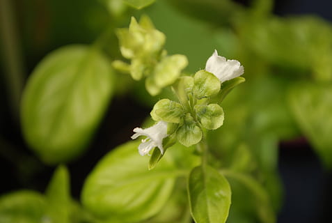 basilikum, blomstre, flor, makro, spise, basilikumblomst, krydderier, tæt, kulinariske urter, plante, vækst, skønhed i naturen, blomst, skrøbelighed, blomstrende plante, sårbarhed, tæt på, plante del, blad, friskhed, natur, grøn farve, ingen mennesker, kronblad, fokus på forgrunden, dag, udendørs, selektiv fokusering, blomsterstand, blomsterhoved, renhed, 2K, CC0, offentligt domæne, royaltyfrie